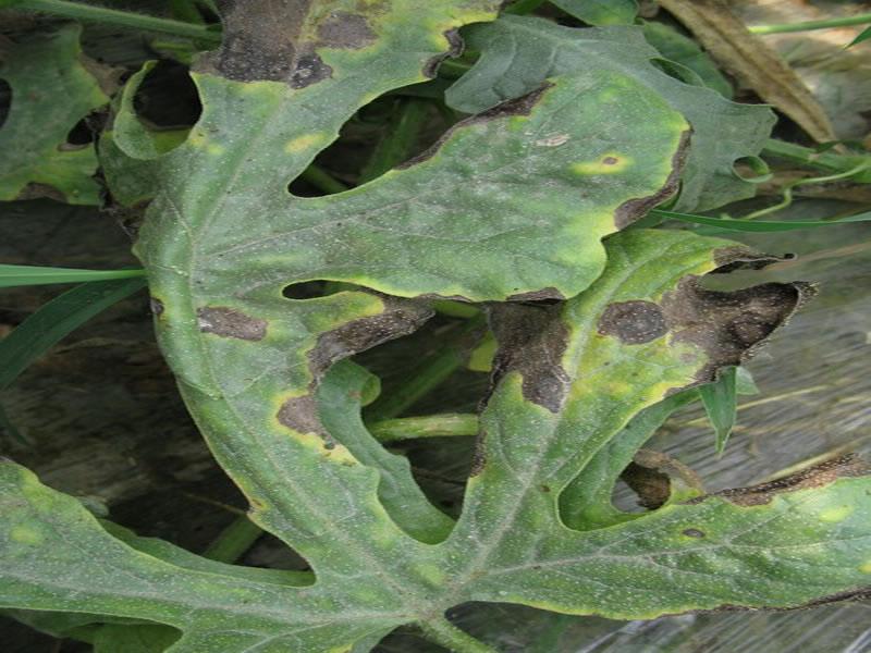 農(nóng)作物病害檢測(cè)儀，為農(nóng)戶提供便利