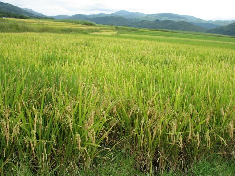 農(nóng)作物病害檢測儀，為農(nóng)戶種植提供便利條件