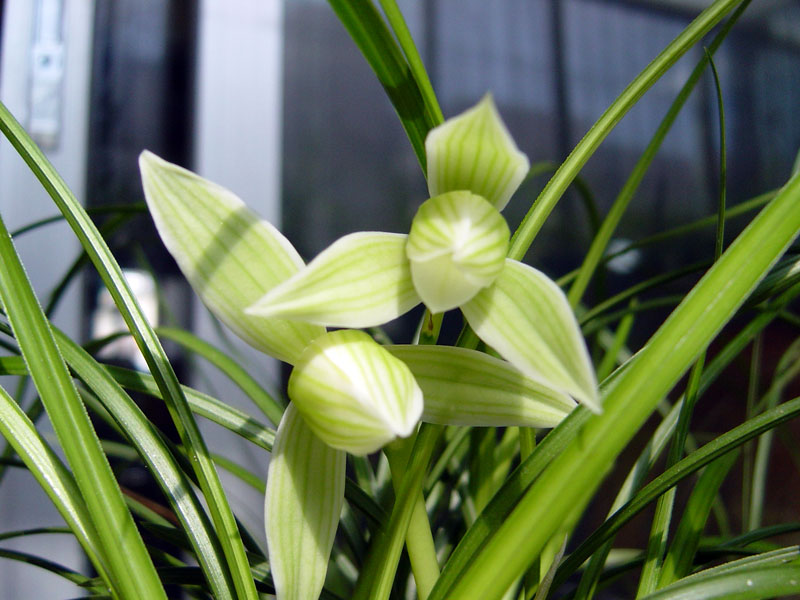 想要讓蘭花多發(fā)芽，定期施肥是關(guān)鍵